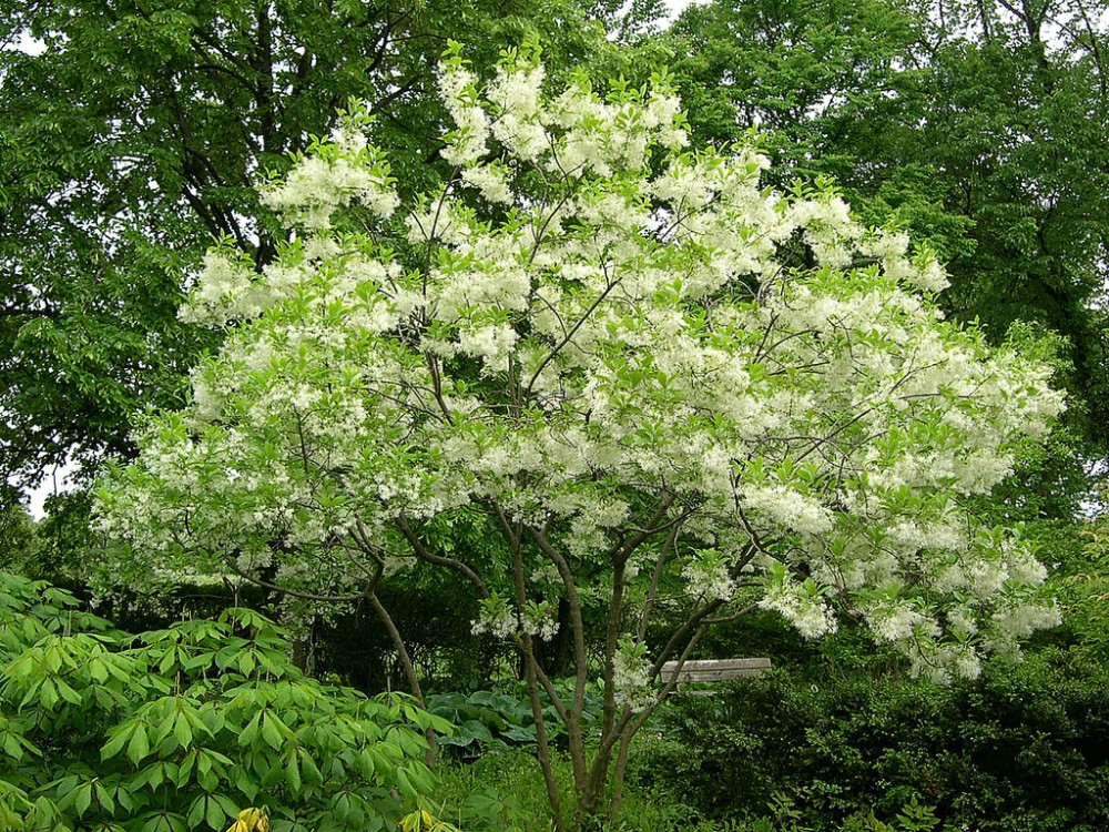 fringe_tree3